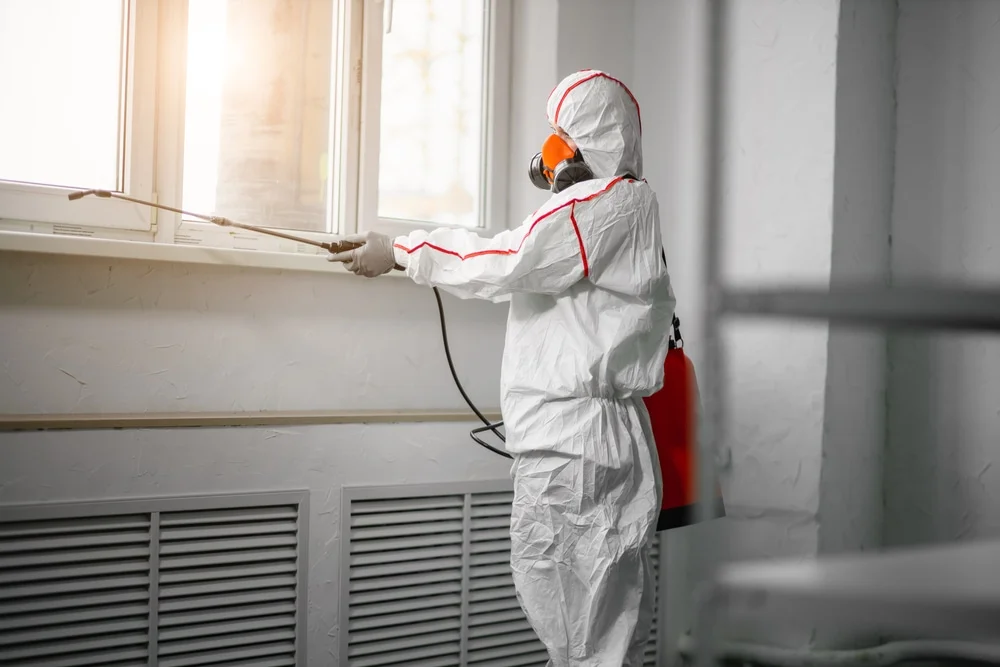 Professional mold remediation services in Saint Hedwig, TX